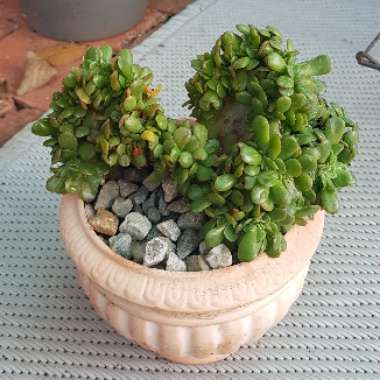 Weronika's garden