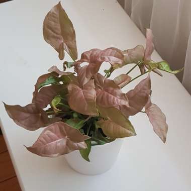 Arrowhead Vine 'Neon'