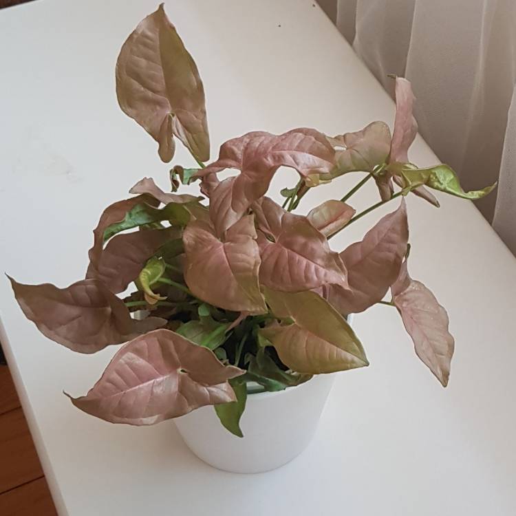 Plant image Syngonium podophyllum 'Neon'