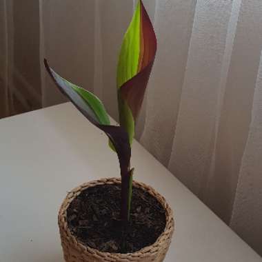Ethopian Banana 'Maurelii'