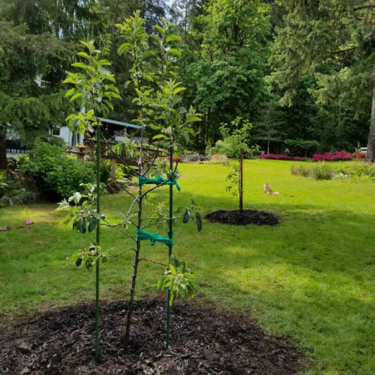 plant image 428064