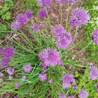 Chives