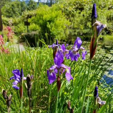 Dutch Iris 'Sapphire Beauty'