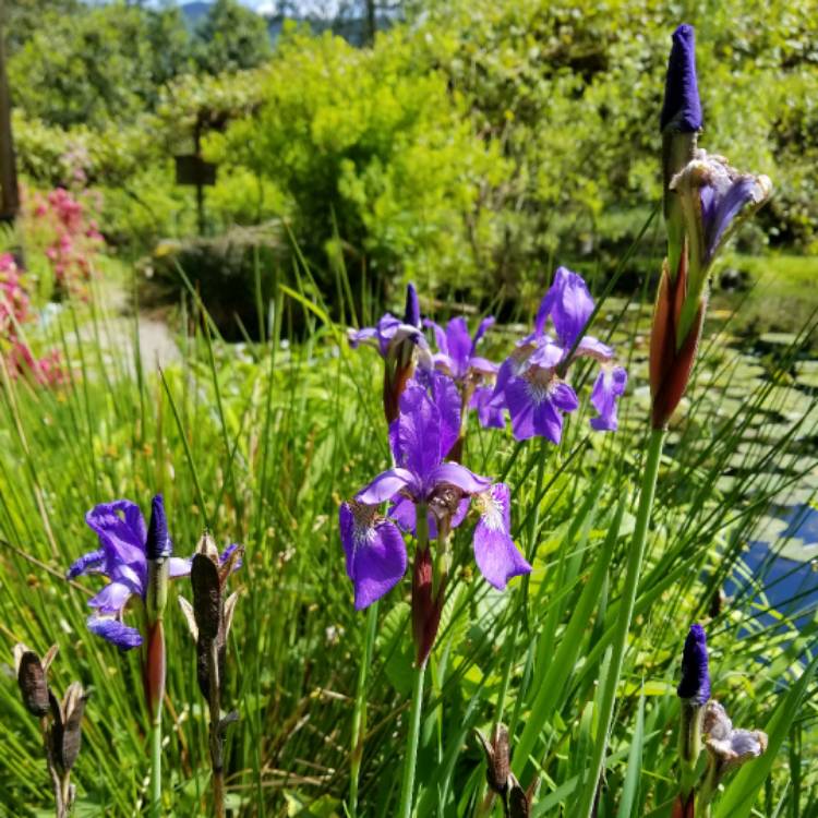 Plant image Iris x hollandica 'Sapphire Beauty'