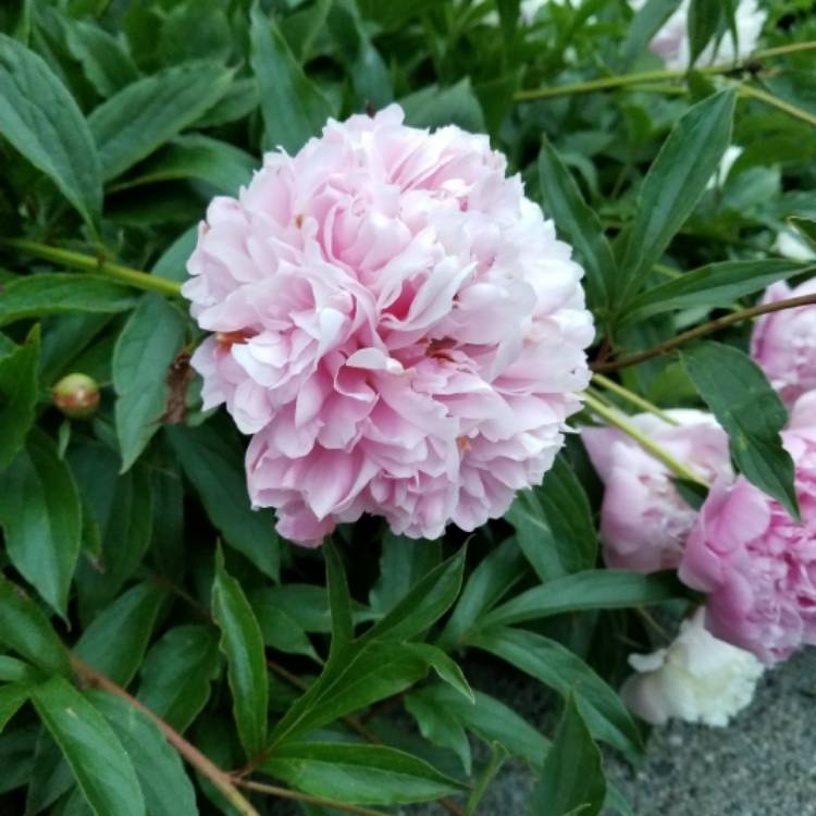 Plant image Paeonia lactiflora 'Angel Cheeks'