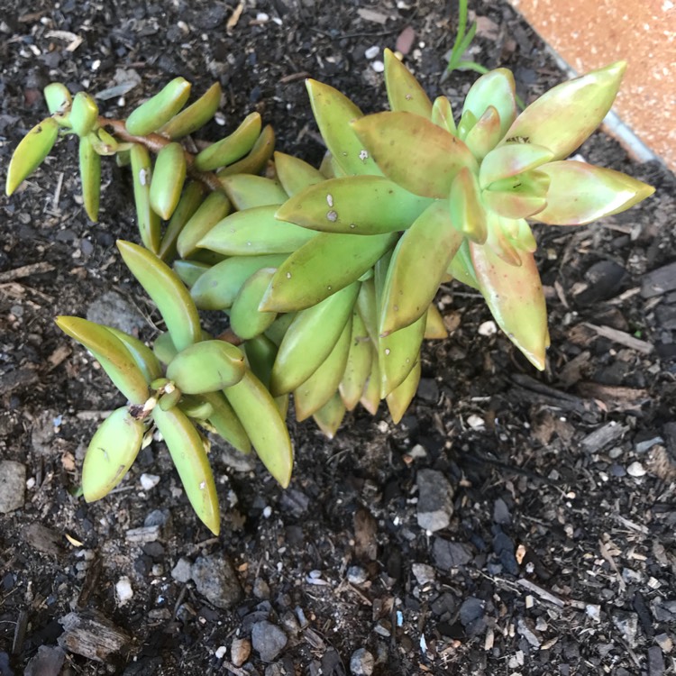 plant image 560799