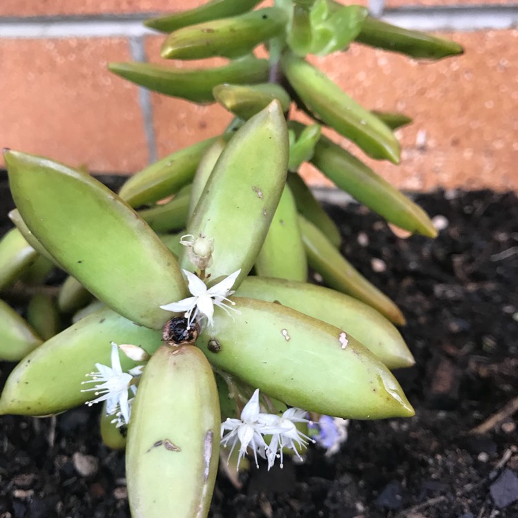 plant image 568519