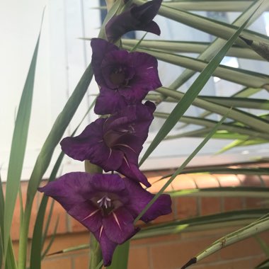 Gladiolus