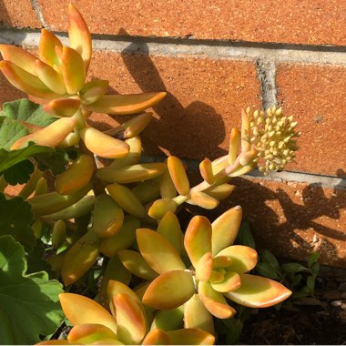 Sedum Adolphi