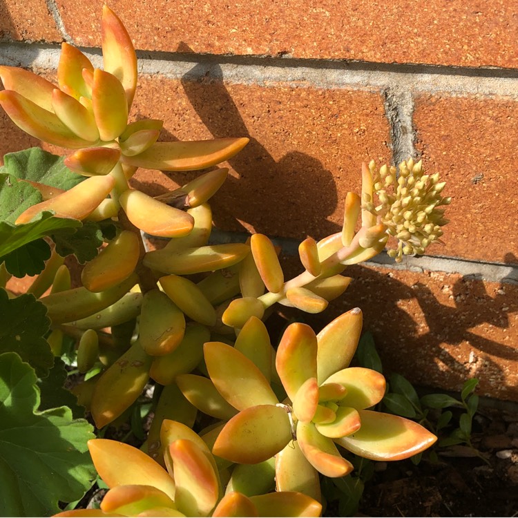 plant image 850355