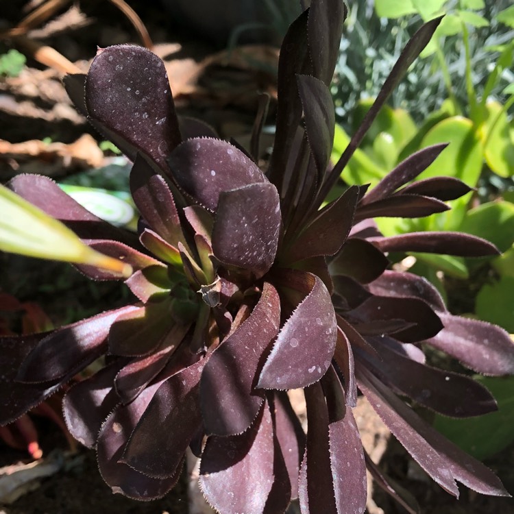 plant image 850947 plant image 850947