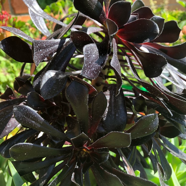 plant image 850949 plant image 850949