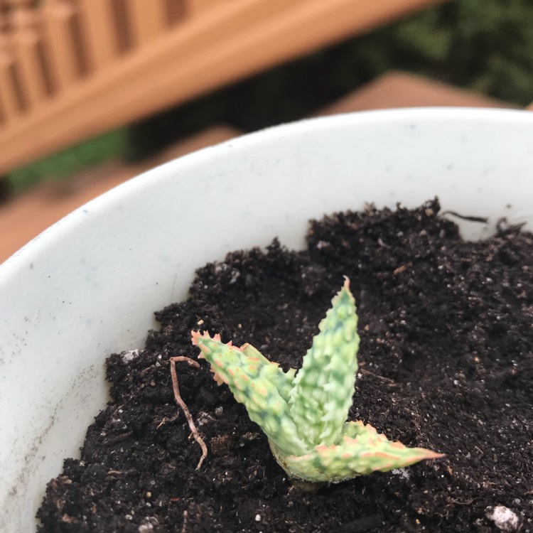 Plant image Aloe 'Bright Star'