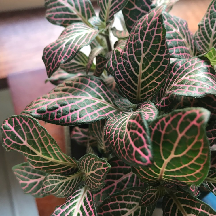 Plant image Fittonia Verschaffeltii 'Pink Angel'
