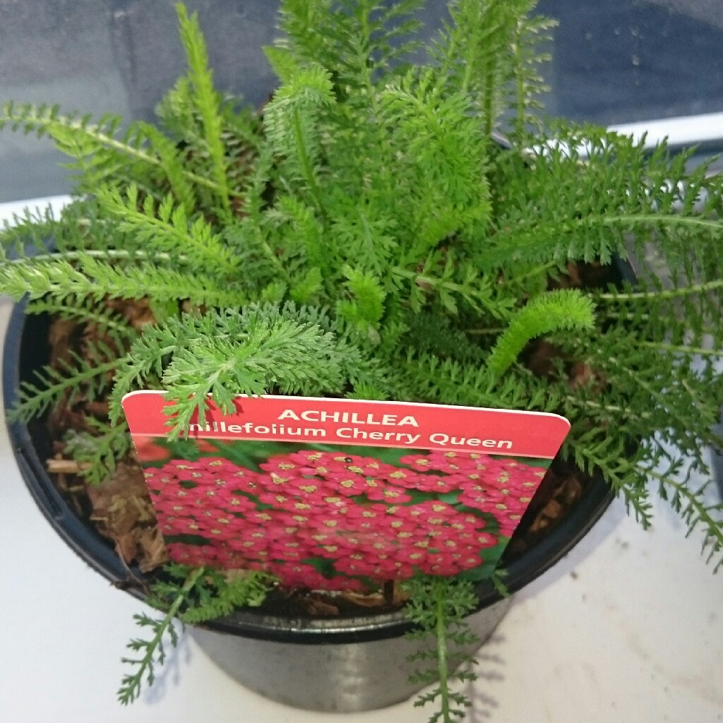 Achillea millefolium 'Lilac Beauty', Yarrow Lilac Beauty - uploaded by ...