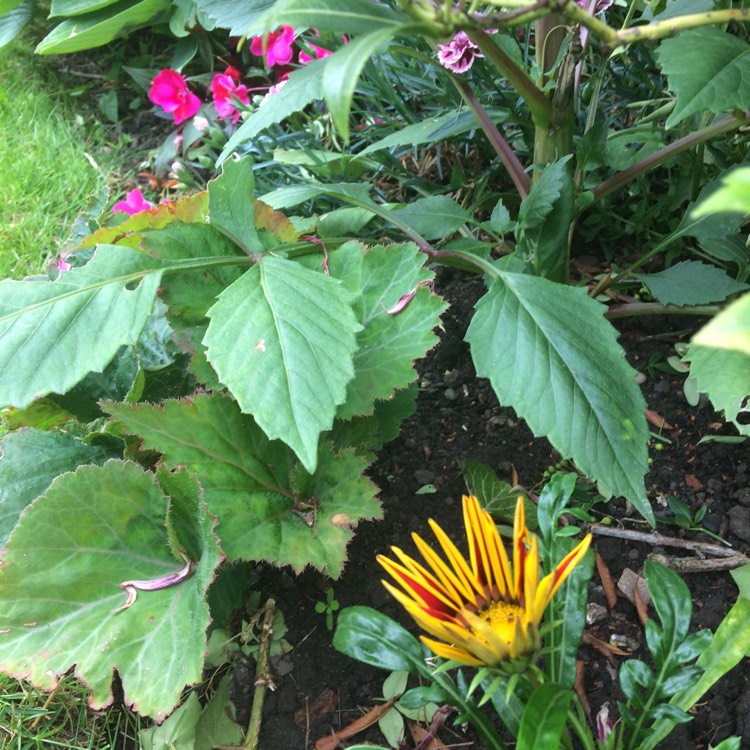 plant image 456947