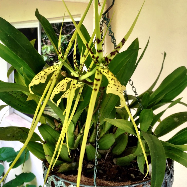 Plant image Brassia Orchid