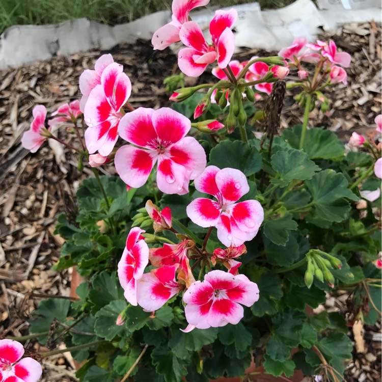 plant image 338926 plant image 338926