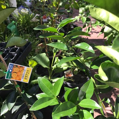 J9de's garden