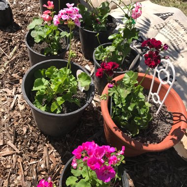 J9de's garden