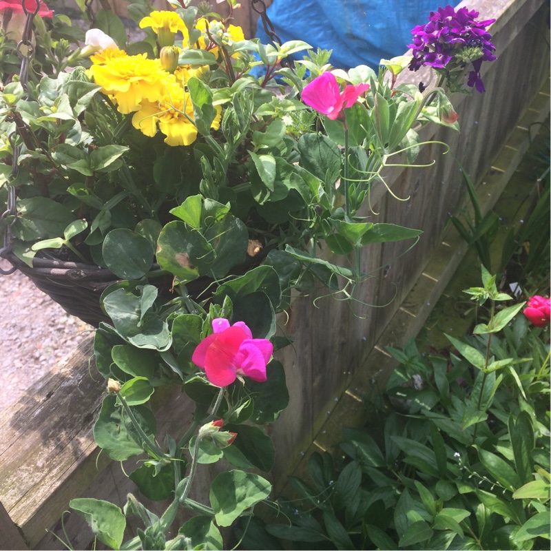 plant image 108531