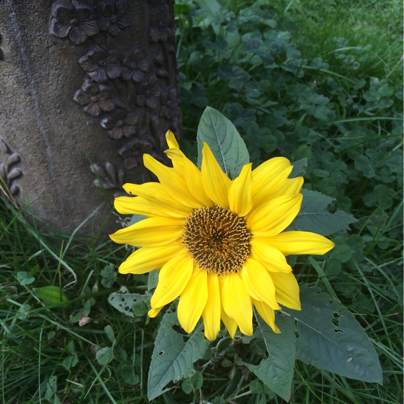 Plant image Helianthus annuus 'Autumn Beauty'