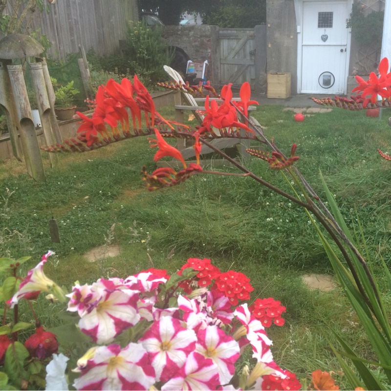 Jacqui's garden