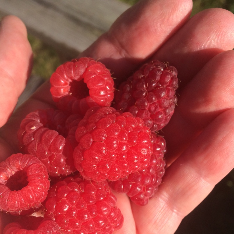 Raspberry