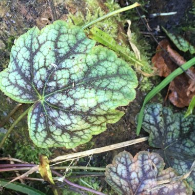 Alumroot