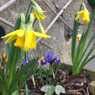 Jacqui's garden