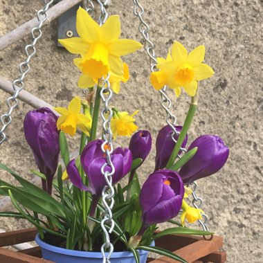 Jacqui's garden