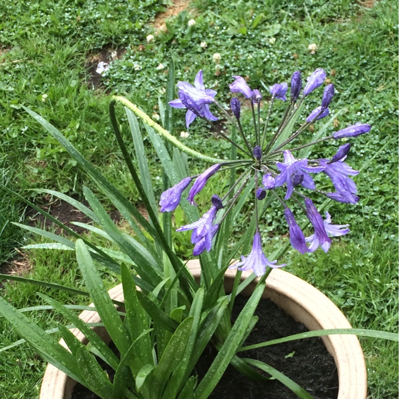 plant image 3499