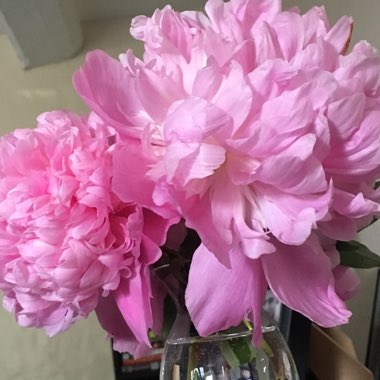 Peony
