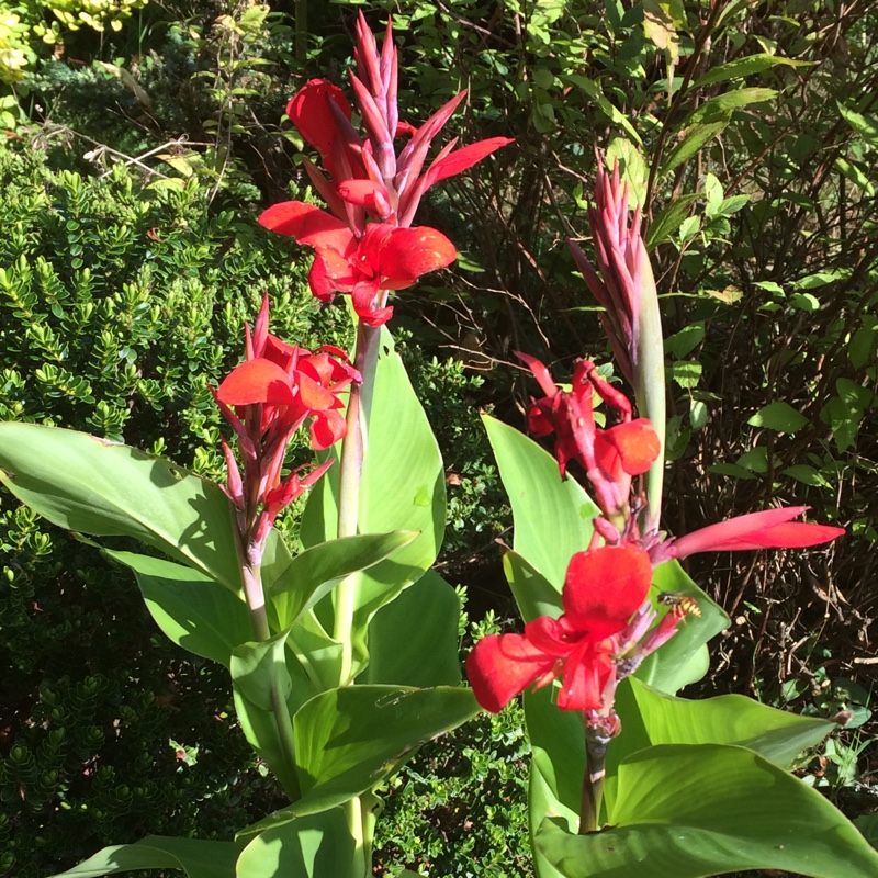 Plant image Canna 'Kreta' (Island Series)