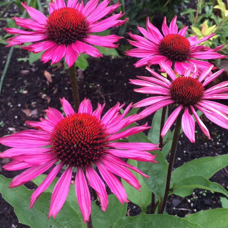 Plant image Echinacea purpurea 'Razzmatazz'