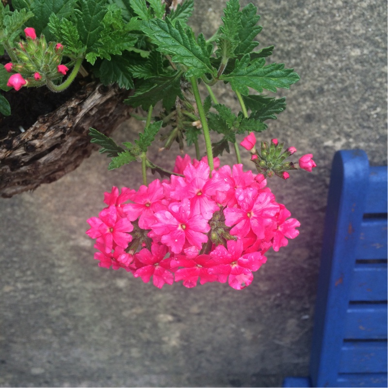 Verbena (Bedding)