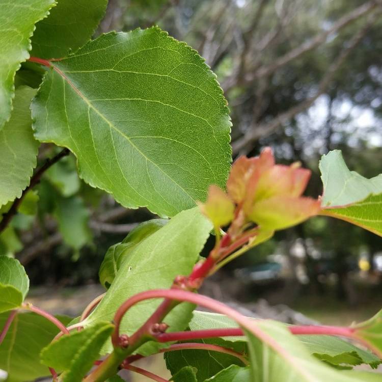 Plant image Prunus armeniaca