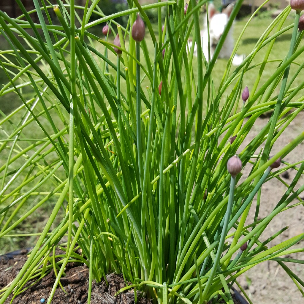 plant image 73961