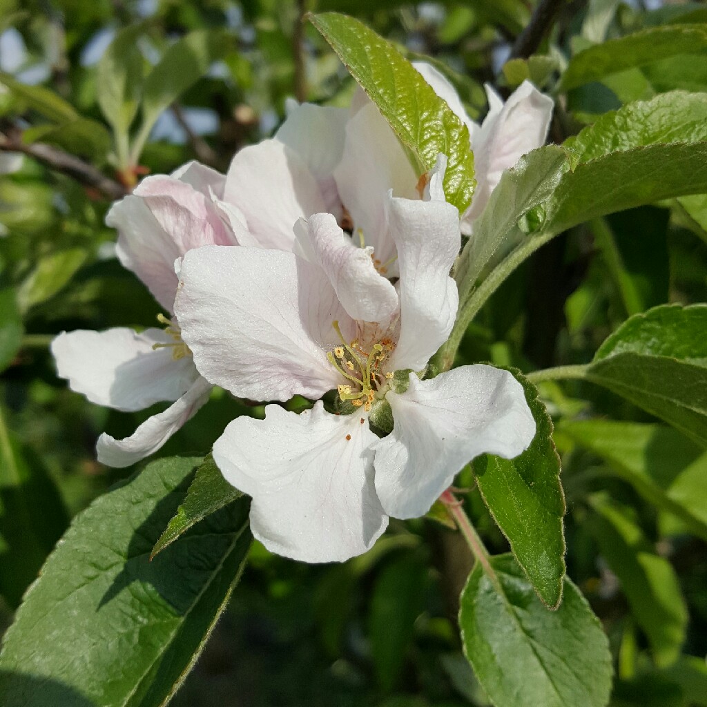 plant image 77784
