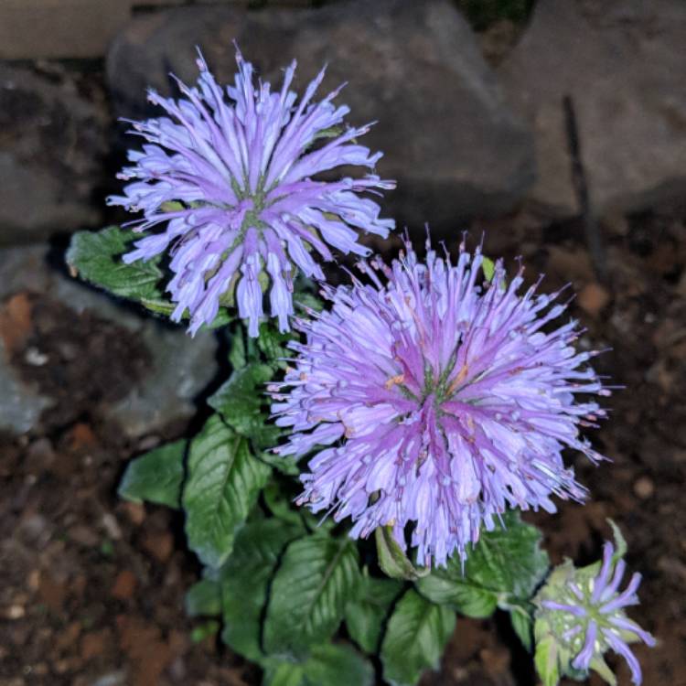 plant image 698047