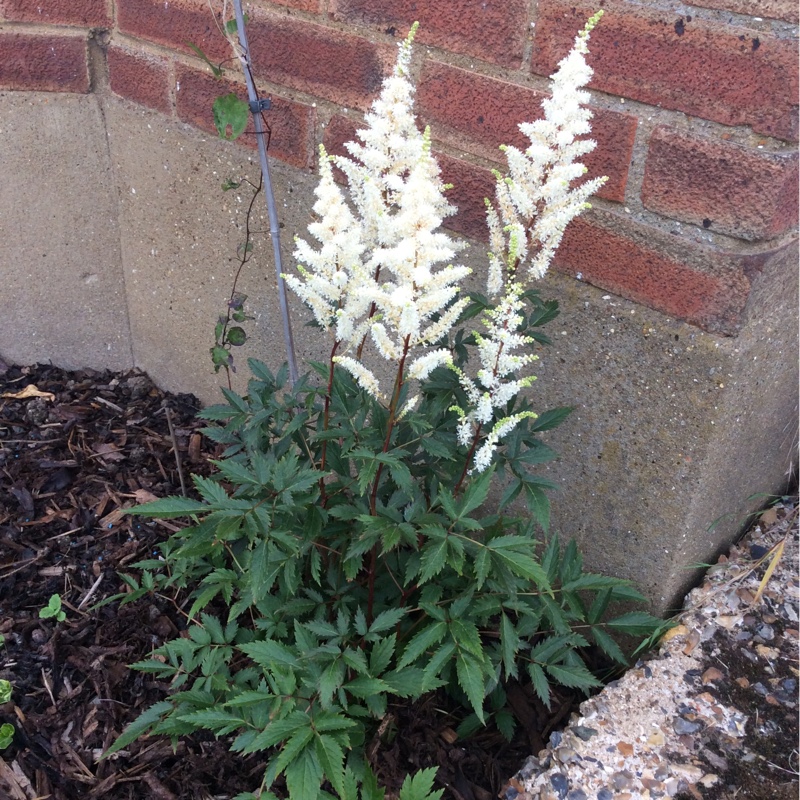 plant image 153942