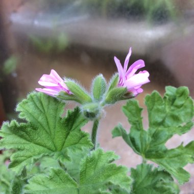 Pelargonium 'Attar of Roses'