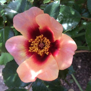 Rosa 'Cheweyesup' syn. Rosa 'For Your Eyes Only'