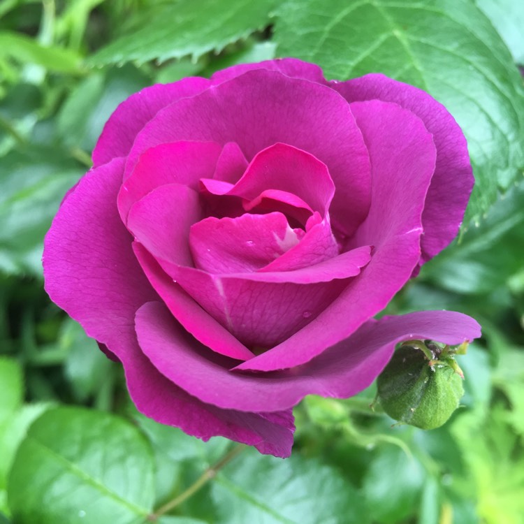 Plant image Rosa 'Frantasia' syn. Rosa 'Rhapsody in Blue'