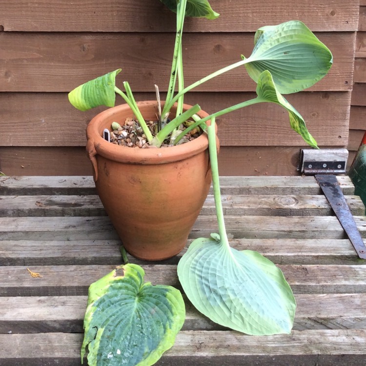 Plant image Hosta 'Frances Williams' syn. Hosta 'Eldorado', Hosta 'Yellow Edge'