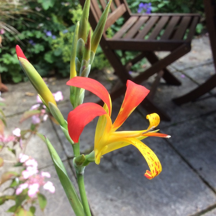 Plant image Canna