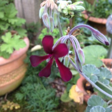 Pelargonium sidoides syn. Pelargonium sidifolium