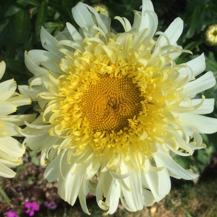 Plant image Leucanthemum