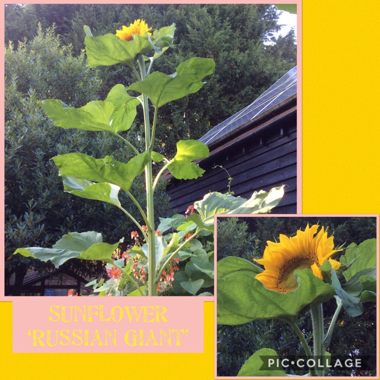 Plant image Helianthus annuus 'Russian Giant'