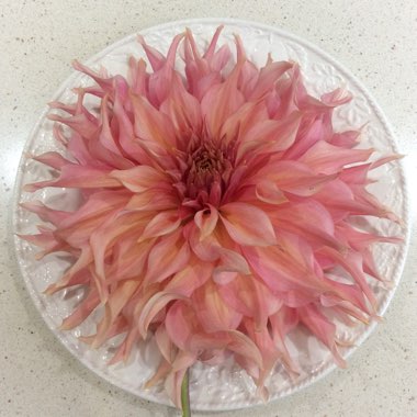 Dahlia 'Penhill Watermelon'
